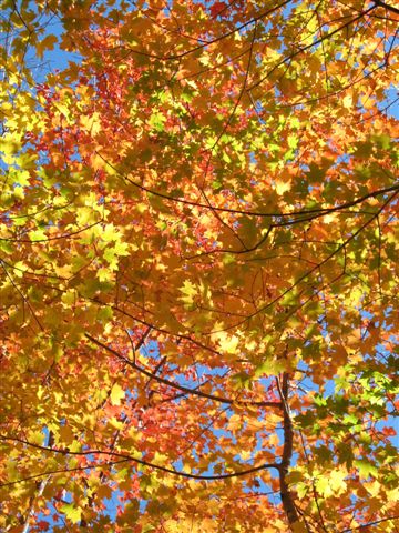 03_Fall canopy.JPG